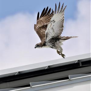 Red-tailed Hawk