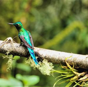 Long-tailed Sylph