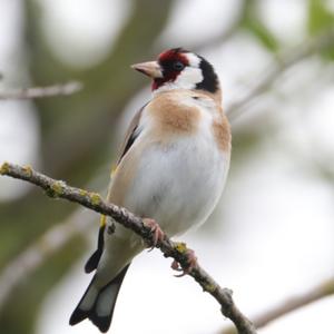 European Goldfinch