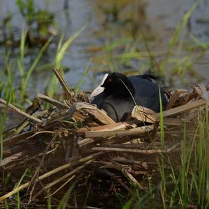 Common Coot