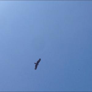 Black Kite