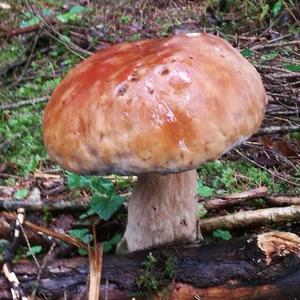 King Bolete