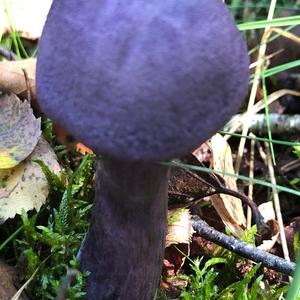 Unknown Species