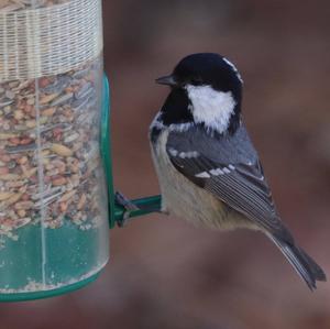 Coal Tit