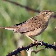 Common Grasshopper-warbler