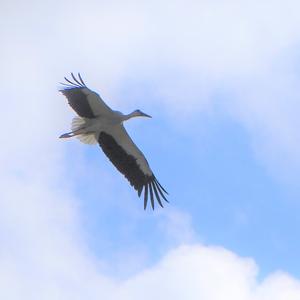 White Stork