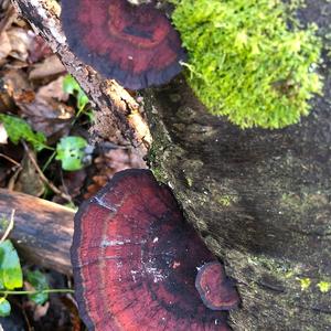 Thick-maze Oak polypore