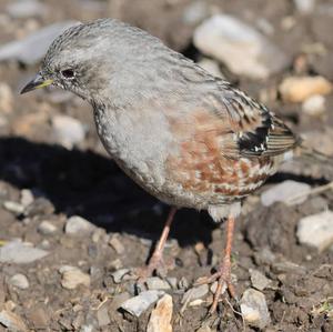 Alpine Accentor