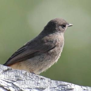 Black Redstart