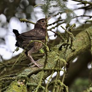 Eurasian Blackbird