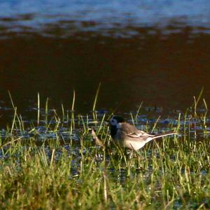 White Wagtail