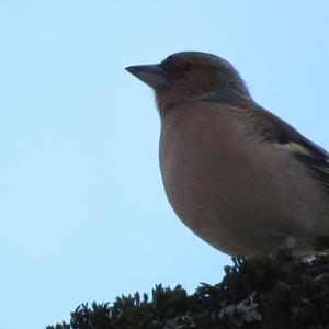 Eurasian Chaffinch