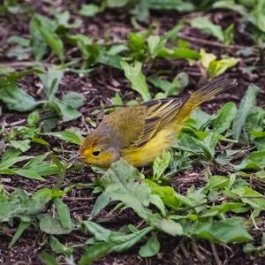 Yellow Warbler