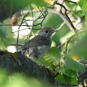 Blackcap