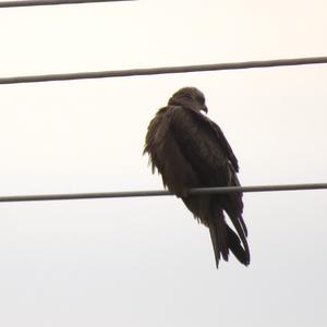 Black Kite