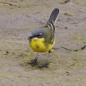 Yellow Wagtail