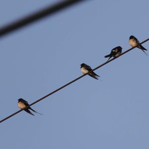 Barn Swallow