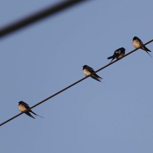 Barn Swallow