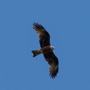 Black Kite