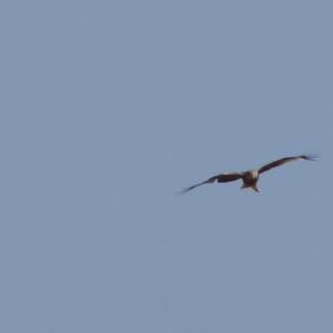 Red Kite