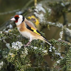 European Goldfinch