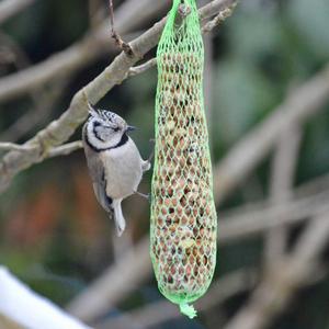 Crested Tit