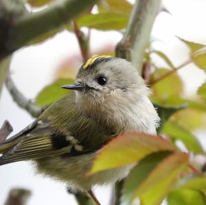 Goldcrest