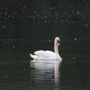 Mute Swan