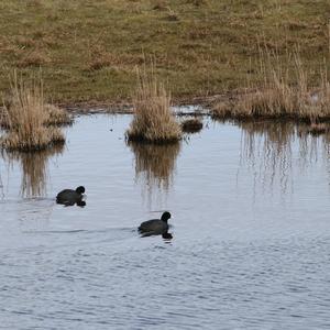 Common Coot