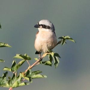 Red-backed Shrike