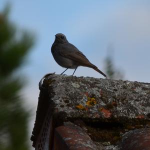 Black Redstart