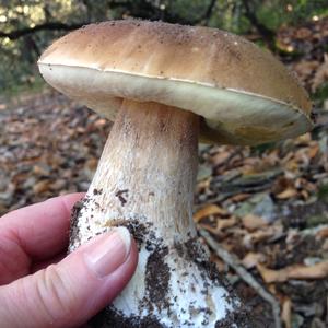 King Bolete