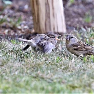 House Sparrow