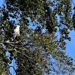 Common Buzzard