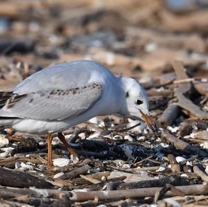 Black-headed Gull