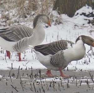 Greylag Goose