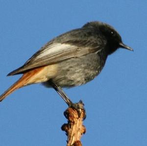 Black Redstart