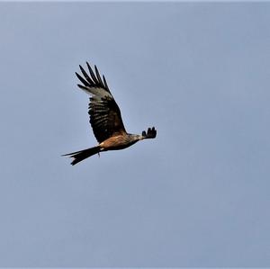 Black Kite