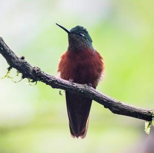 Chestnut-breasted Coronet