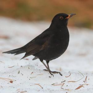 Eurasian Blackbird