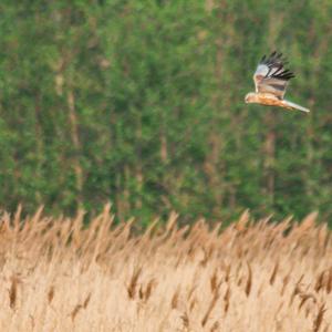 Western Marsh-harrier