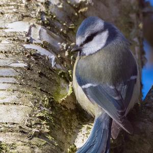 Blue Tit