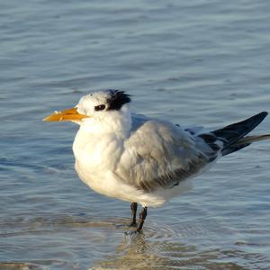 Royal Tern