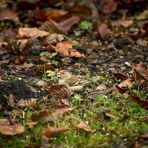 Eurasian Chaffinch