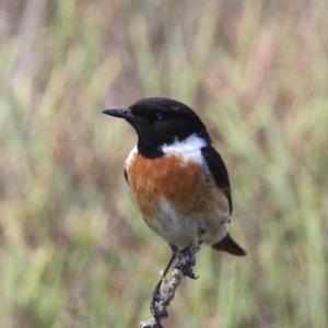 European stonechat