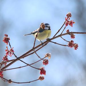 Blue Tit