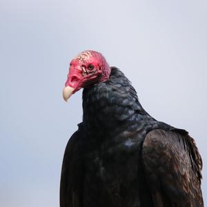 Turkey Vulture