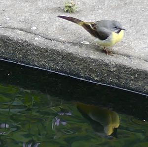 Grey Wagtail