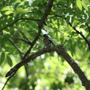 Eurasian Chaffinch