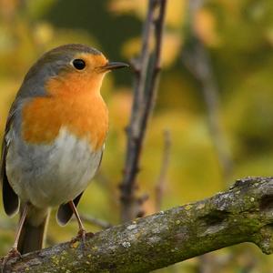 European Robin